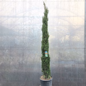 Cupressus sempervirens (Italiaanse cipres) 170 cm