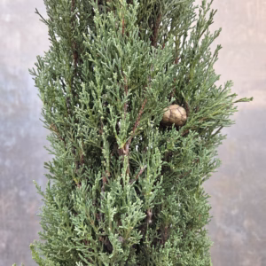 Cupressus sempervirens (Italiaanse cipres) 170 cm