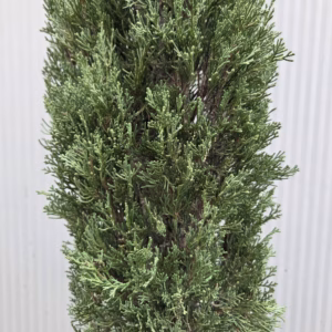 Cupressus sempervirens (Italiaanse cipres) 170 cm