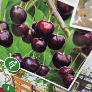 Kersenboom 'Sunburst' patio