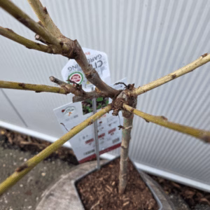 Kersenboom 'Sunburst' patio