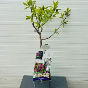 Pruimenboom 'Opal' patio