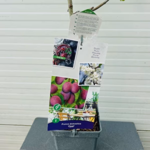 Pruimenboom 'Opal' patio