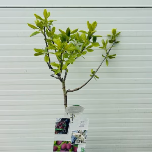 Pruimenboom 'Opal' patio