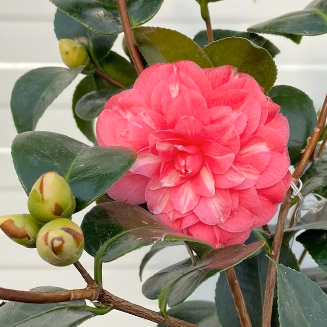 Camellia bij Tas Boomkwekerij