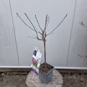 Pruimenboom 'Opal' patio