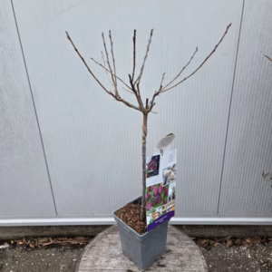 Pruimenboom 'Opal' patio