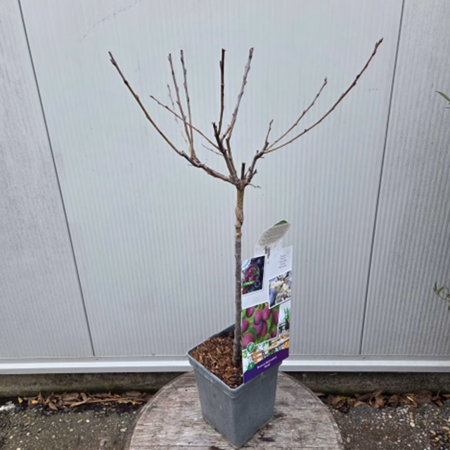 Pruimenboom 'Opal' patio