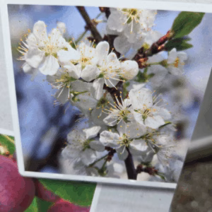 Pruimenboom 'Opal' patio