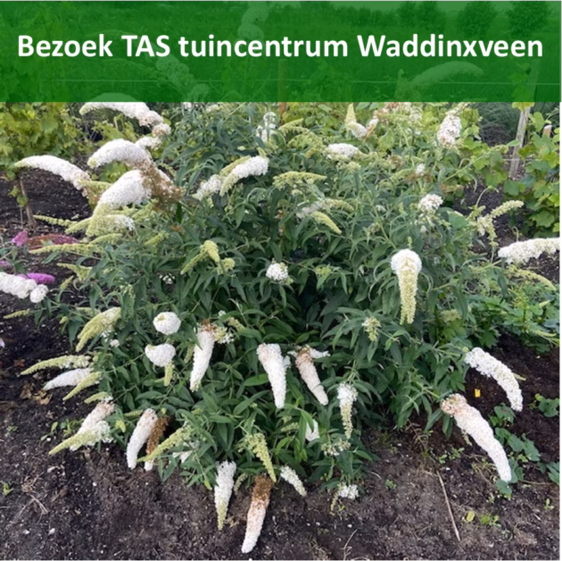 Vlinderstruik bij Tas Boomkwekerij