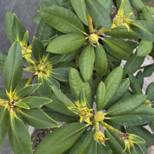 Rhododendron Catharina van Tol