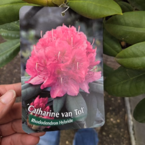 Rhododendron Catharina van Tol