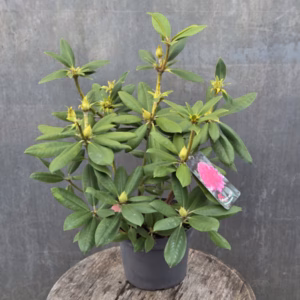 Rhododendron Catharina van Tol