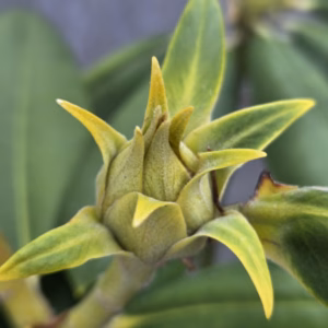 Rhododendron Catharina van Tol