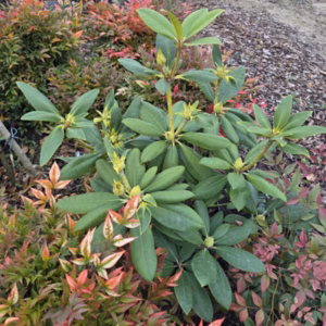 Rhododendron Catharina van Tol