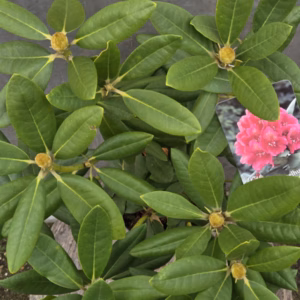 Rhododendron H.C. Dresselhuys