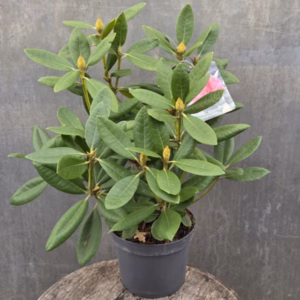 Rhododendron H.C. Dresselhuys