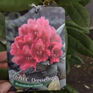 Rhododendron H.C. Dresselhuys