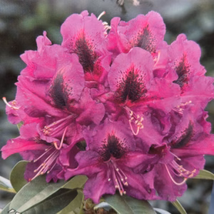 Rhododendron 'Black Pearl'