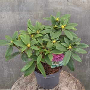 Rhododendron 'Black Pearl'