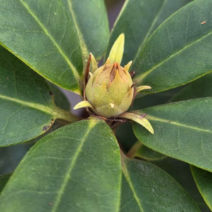 Rhododendron 'Black Pearl'