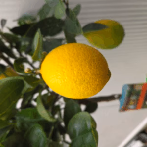 Citrus Aurantifolia "Lime"