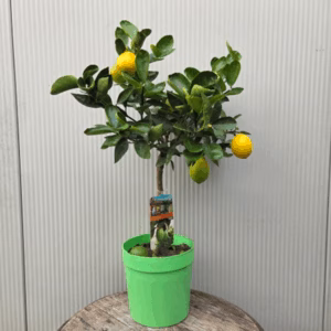 Citrus Aurantifolia "Lime"