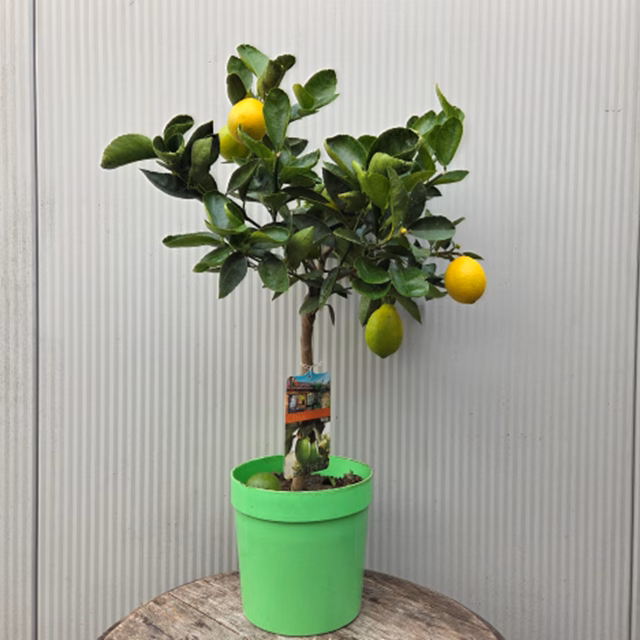 Citrus Aurantifolia "Lime"