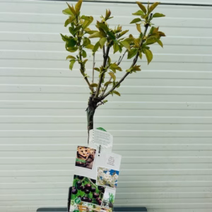 Kersenboom 'Sunburst' patio