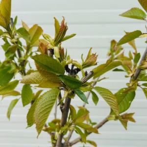 Kersenboom 'Sunburst' patio