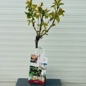 Kersenboom 'Sunburst' patio