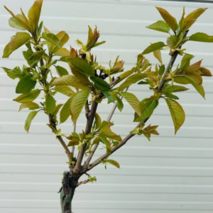 Kersenboom 'Sunburst' patio