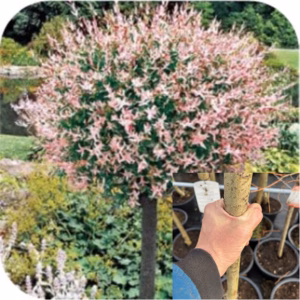 Salix i. Hakuro-nishiki (Bonte wilg), 120cm stam, 3 jarige kroon