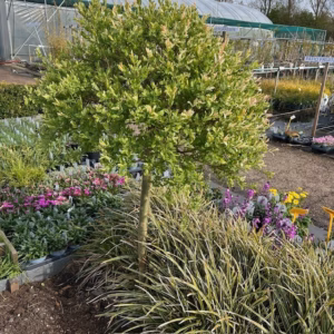 Salix i. Hakuro-nishiki (Bonte wilg), 120cm stam, 3 jarige kroon