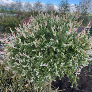 Salix i. Hakuro-nishiki (Bonte wilg), 120cm stam, 3 jarige kroon