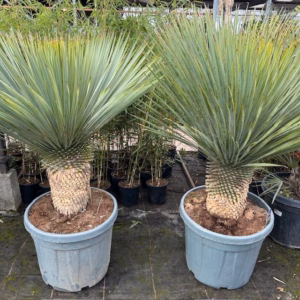 Yucca rostrata (Snavelyucca)