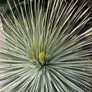Yucca rostrata (Snavelyucca)