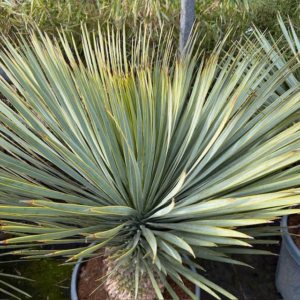 Yucca rostrata (Snavelyucca)