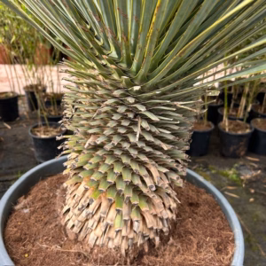Yucca rostrata (Snavelyucca)