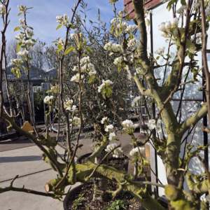 Oude perenboom in half wijnvat 112 liter 'Conference'