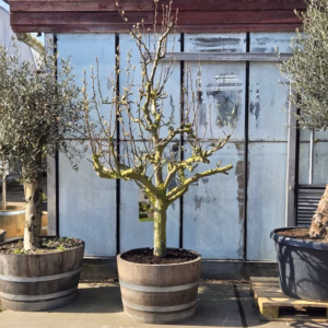 Oude perenboom in half wijnvat 112 liter 'Conference'