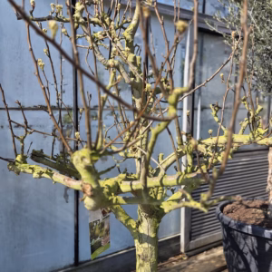 Oude perenboom in half wijnvat 112 liter 'Conference'