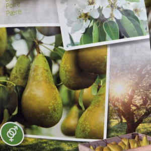 Oude perenboom in half wijnvat 112 liter 'Conference'