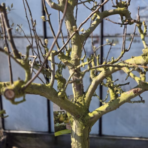 Oude perenboom in half wijnvat 112 liter 'Conference'