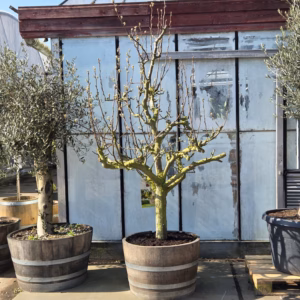 Oude perenboom in half wijnvat 112 liter 'Conference'