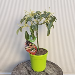 Persea americana (Avocado)