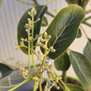 Persea americana (Avocado)