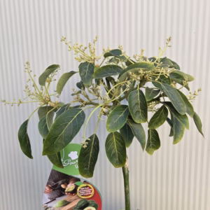 Persea americana (Avocado)