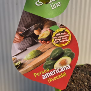 Persea americana (Avocado)