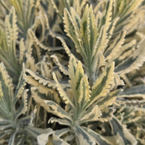 Bonte lavendel (Lavendula off.st)